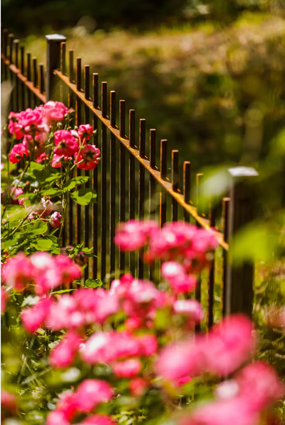 Zaun Padua mit roten Blumen | Unbeschichtet