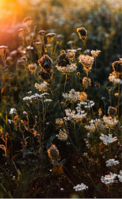 Blumenwiese bei Dämmerung