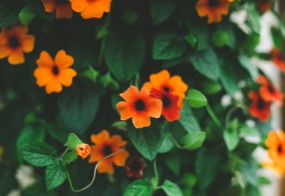 orange-rot blühende Rankpflanze