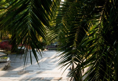 grüne Palmenblätter