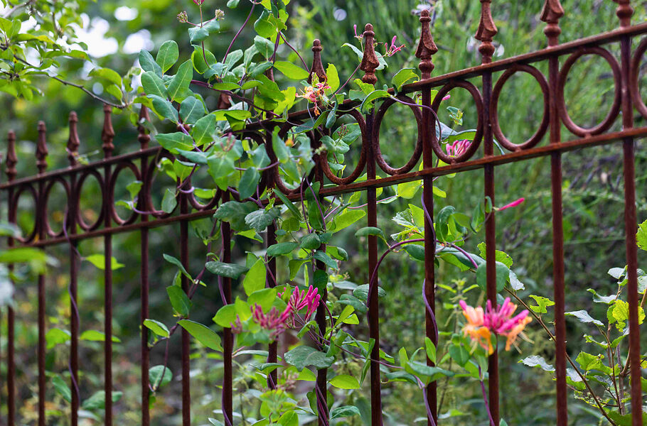 glanzmispel pink crispy Glanzmispel Photinia 'Pink Crispy' grün-rosa main image 1