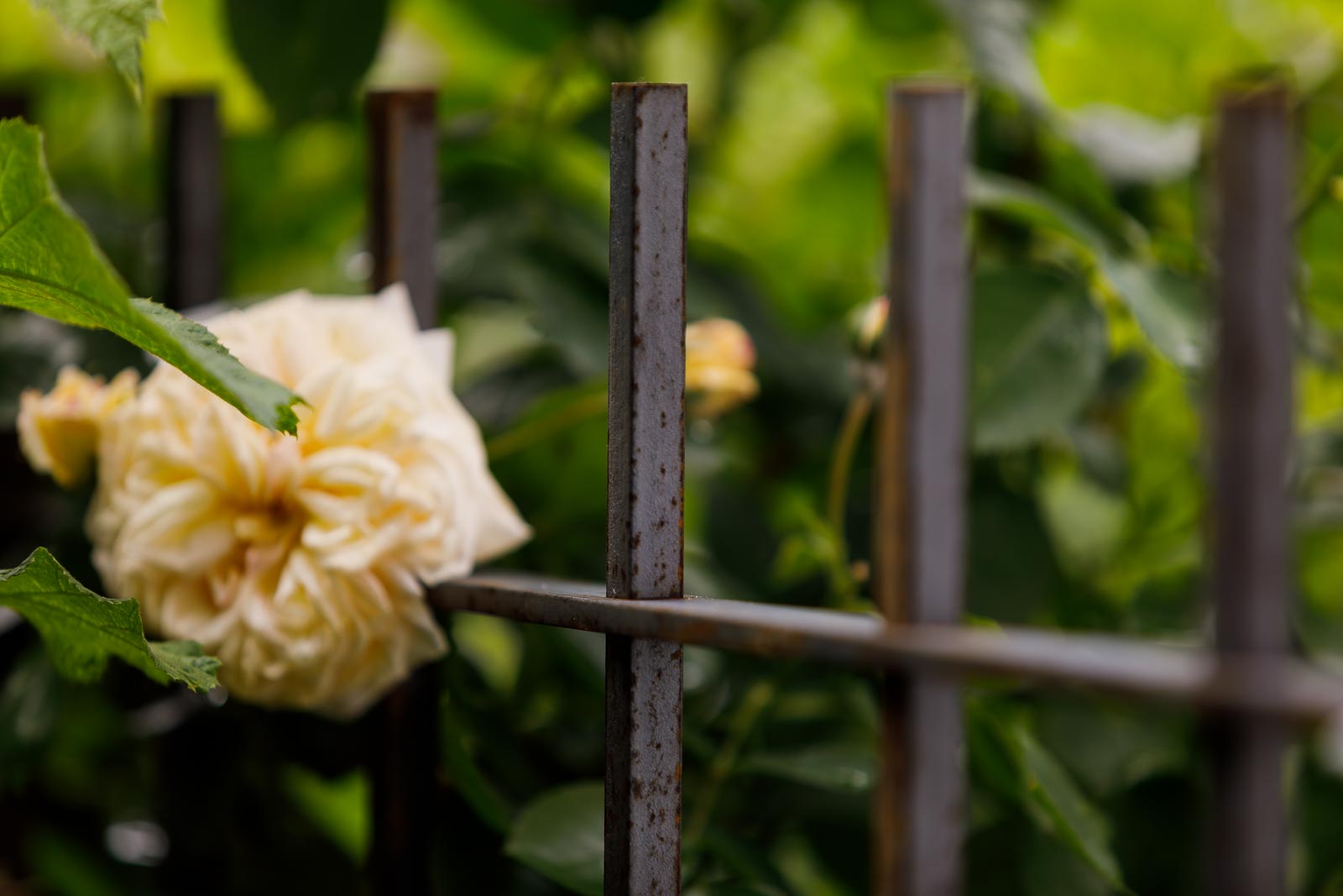 Zaun Perugia Nahaufnahme obere Traverse mit Blume | Unbeschichtet