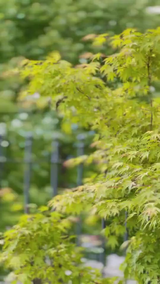 Hanghaus Garten Video